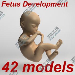 images/goods_img/20210312/Fetus collection - 42 development stages from ovary to newborn/1.jpg